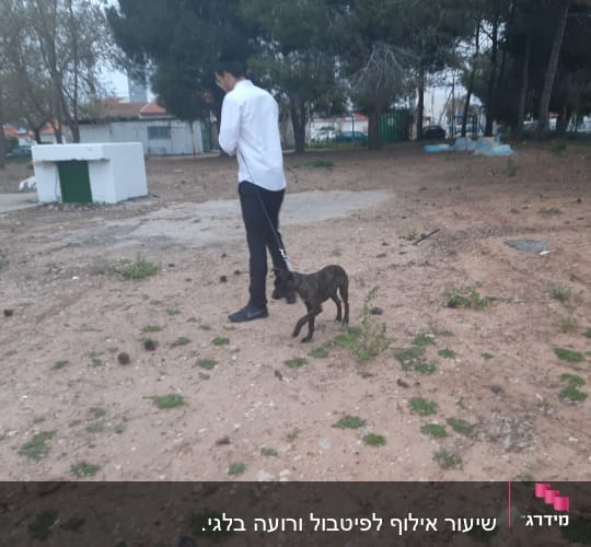 אדם מוביל כלב ברצועה בפארק פתוח